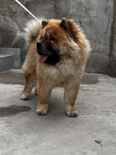 İtlər: Çau-Çau, 7 ay, Erkek, Sənədli, Pulsuz çatdırılma, Ünvandan götürmə — 5