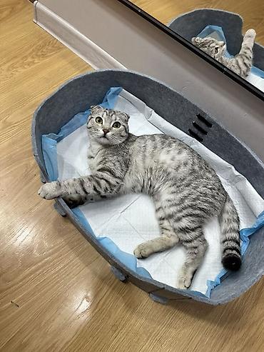 Продажа кошек: Скотиш Фолд (Шотландская вислоухая), 8 месяцев, Девочка, Приучена к лотку — 1