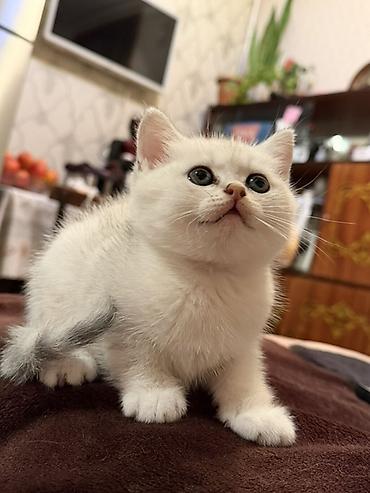 tuklu pişik: Şinşilla — 1
