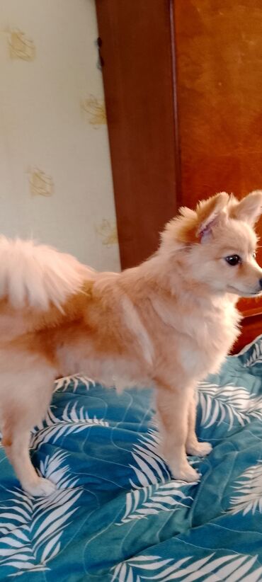 собака шпиц: купить: Шпиц, 5 месяцев, Самец, С прививками, Самовывоз