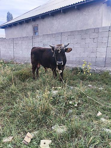 Продаю | Бык (самец) | На откорм | Привязанные at lalafo.kg Продаю | Бык (самец) | На откорм | Привязанные