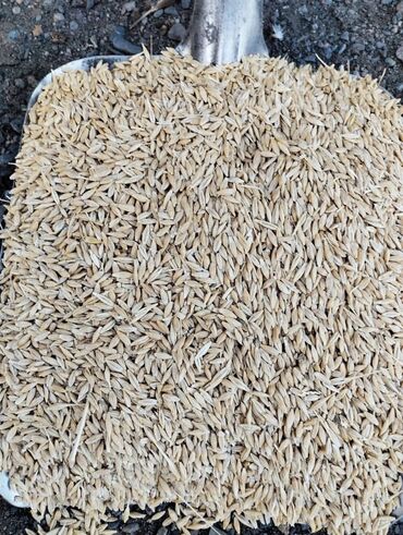 Зерновые культуры: Семена и саженцы Ячменя, Самовывоз, Платная доставка