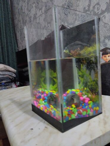 akvarium qızdırıcı: Dördbucaq akvarium, Balıqlarla birlikdə, 5 l, Pulsuz çatdırılma