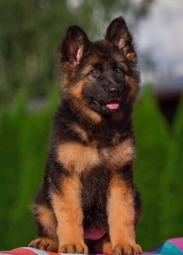 İtlər: Alman çoban iti, 2 ay, Erkek, Sənədli, Pulsuz çatdırılma — 11