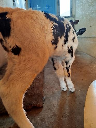 Коровы, быки: Продаю | Корова (самка) | Для молока | Привязанные — 7