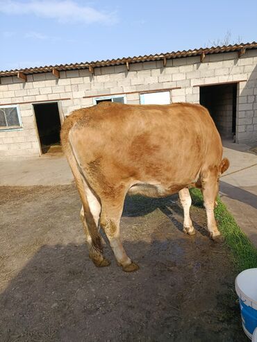 продажа щенков немецкой овчарки в бишкеке с документами: Сатам | Уй (ургаачы) | Сүт алуу үчүн | Байланган