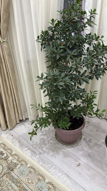 офисные растения: Крупные комнатные растения в горшках 1) Дерево-фкус/эвкалиптоподобное