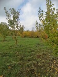 Bağ evlərinin satışı: Şabran, 100 kv. m, 3 otaqlı, Hovuzsuz, Kommunal xətlər qoşulmayıb — 6