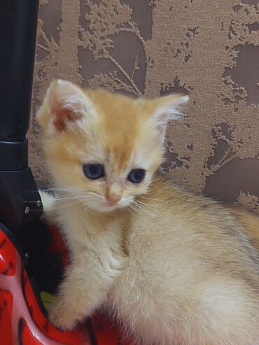 Pişiklər: Qızıl şinşilla, Erkək, Dişi, Yaxşı əllərə, Ünvandan götürmə -da lalafo.az — 8 Pişiklər: Qızıl şinşilla, Erkək, Dişi, Yaxşı əllərə, Ünvandan götürmə — 8