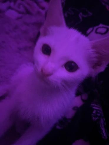 Мышыктар: 3 айлык, Ургаачы, Ак, Лотокко барууга үйрөтүлгөн — 4