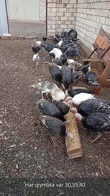 pitbul qiymeti: Hinduşka balaları satılır. Qara, ağ və qarışıq rənglərdə, aktiv və — 1