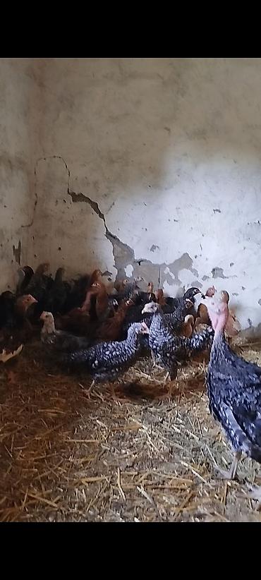 quslar haqqinda melumat: 3 aylığın keçmiş təmiz seçmə kənd çolpaları satılır, tam sağlam — 1