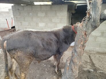 Коровы, быки: Продаю | Бык (самец) | Полукровка, Монбельярд | На откорм | Привязанные — 15