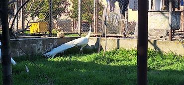 pekines ağ: Ağ tovuz quşları – dekorativ quşlar - Növ: Pavo cristatus (ağ rəng — 5