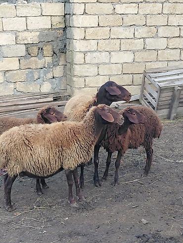 keci disi: Dişi, il: 3, Damazlıq, Ünvandan götürmə — 5