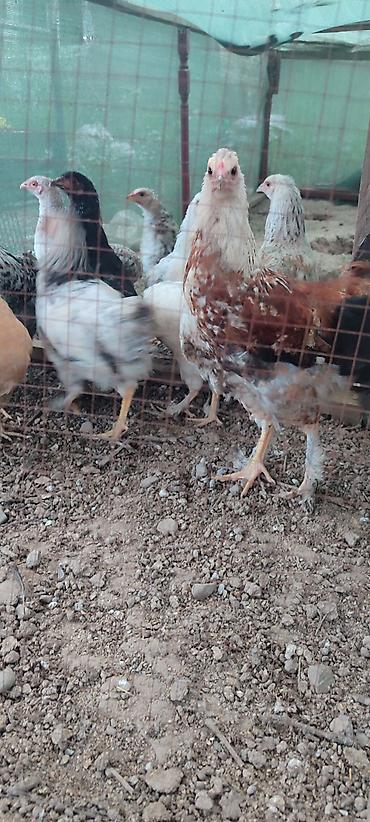 хомяк ош: Продаю цыплят 3х месячных,по 350с — 1