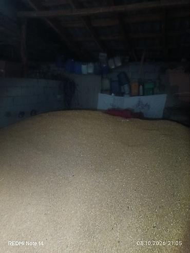 Коммерциялык мүлк: Продажа кукурузы т25.30 тонна.
цена за кг 21 сом. телефон для связи — 4