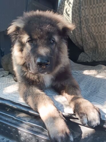 овчарки купить: Caucasian Shepherd Dog, 4 айлык, Эркек, Ит тегин тастыктоочу документ