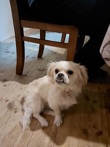 Pekines