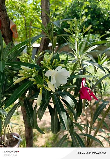 Другие садовые цветы и кустарники: ОЛЕАНДР 
ОЛЕАНДРЫ

Олеандр деревья 

саженцы 3х голичные

детки — 4