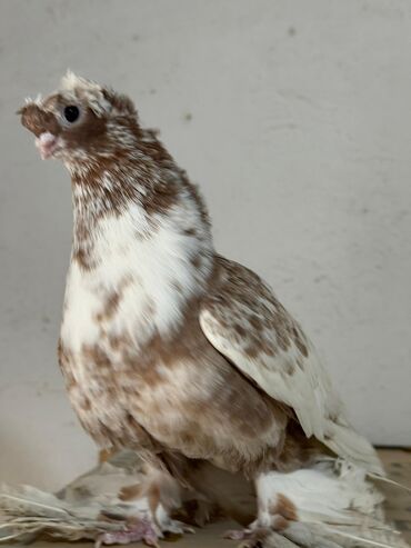 домики для хомяков: Продаю | Петух