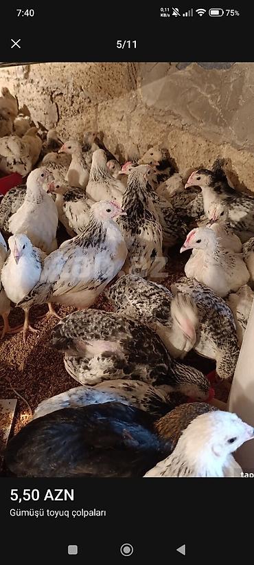 Toyuqlar: ‼️ Serebrist Colpaları Endirim olundu 2 ay yarımlığ tam sağlam — 5