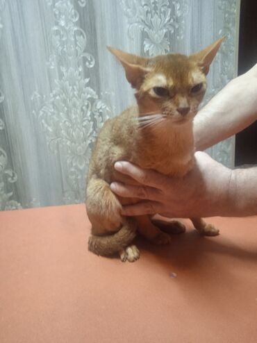 абиссинская порода: Продается Абиссинская кошка,3 года в связи с переездом!Есть