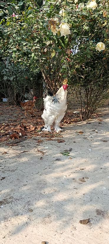 ovculuq və baliqciliq: Xoruz, Brama, il: 2, Ödənişli çatdırılma — 3