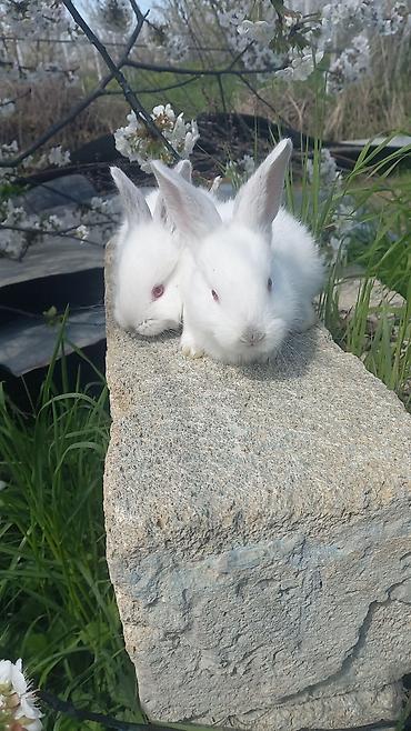 dovşan karlik: Ağ albinos dovşan balaları – dekorativ və təsərrüfat üçün.1 ayliq — 4