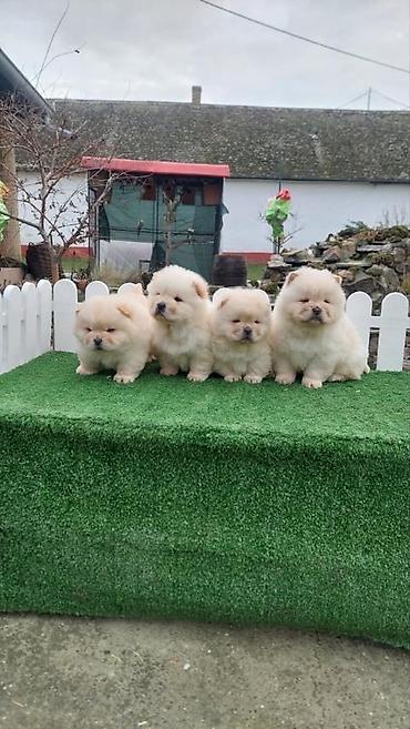 Psi: Chow chow-cau cau! stenad najlepsi poklon deci otac m- lav chsrb 3x — 4