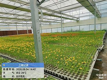 flowers: Рассада декоративных однолетников из теплицы - Ассортимент: цинния — 7