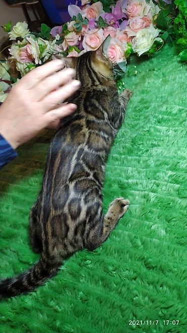 породистые кошки: Шикарные бенгальские котята 3-4мес. Лучший подарок для любящего — 8