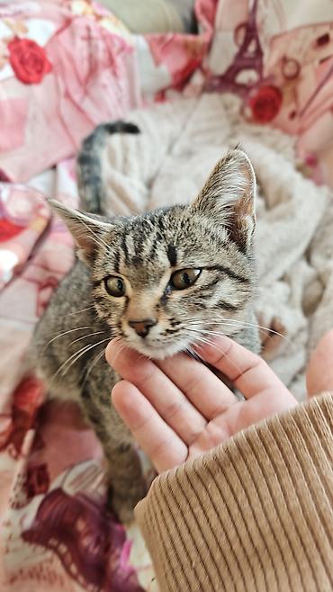 хочу котёнка: Кошка даром: Беспородная, 2 месяца, Девочка — 1