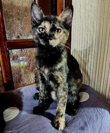 Отдам даром кошку: Кошка даром: Беспородная, 4 месяца, Девочка — 1