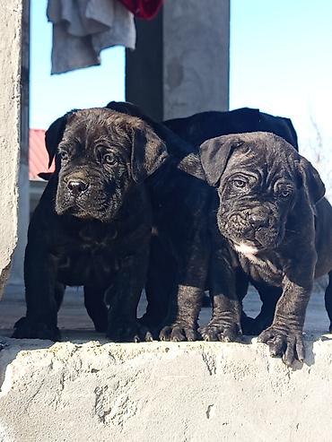 İtlər: Kane-Korso, 1 ay, Erkek, Sənədli, Pulsuz çatdırılma, Ünvandan götürmə, Rayonlara çatdırılma — 15