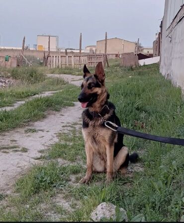 it növləri: German Shepherd, 2 ay, Female dog