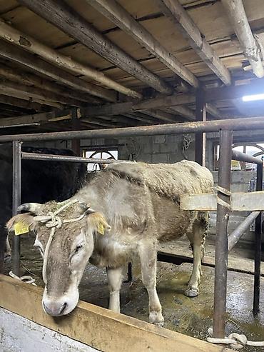 Коровы, быки: Продаю | Корова (самка) | Для молока | Привязанные at lalafo.kg — 2 Коровы, быки: Продаю | Корова (самка) | Для молока | Привязанные — 2