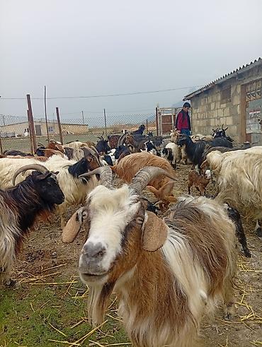 halep kecisi satilir: Qoyun-keçi təsərrüfatı üçün ana keçi sürüsü - Cins: yerli dağ/bozkeçi — 2