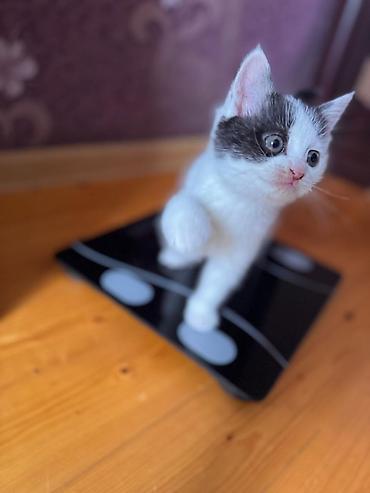 Pişiklər: Britan — 12