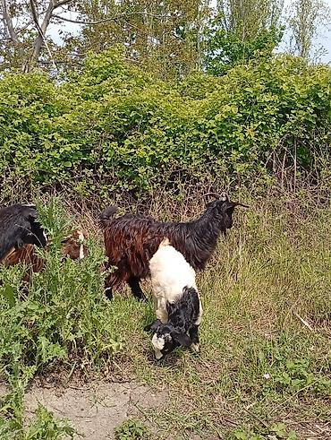 Keçilər, çəpişlər: Salam keçilər kom satılır.Cəmi 8 başdır. 1 ədəd hələbdən dönmə 1 — 7