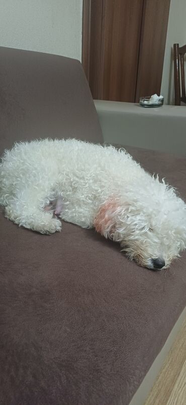 İtlər: Pudel, Dişi, Peyvəndli, Ödənişli çatdırılma — 9