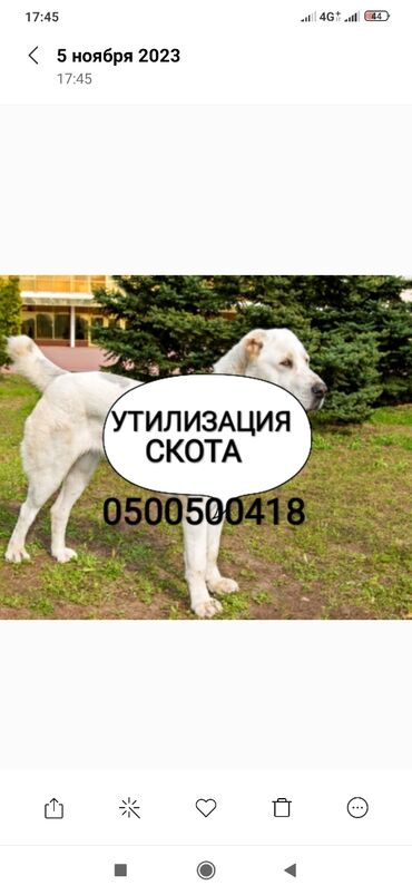 продаю или меняю на скот: Куплю | Коровы, быки, Лошади, кони | Круглосуточно, Любое состояние, Самовывоз