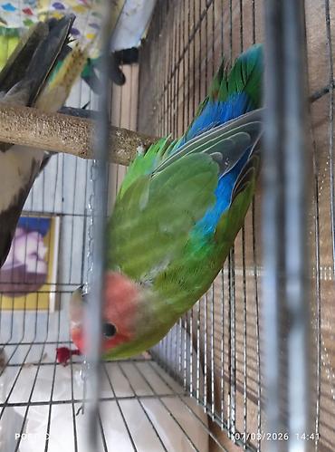 Qəfəslər: Hazir cut korella qefes qarisiq yuvasi altinda yumurtasi — 10