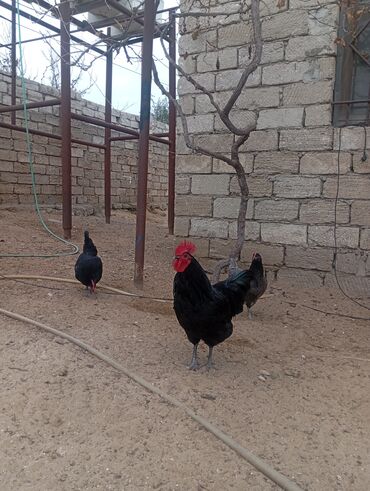 Xoruzlar: Məhsul: Ev şəraitində saxlanılan uzun quyruğ Alman sortu olan astralop — 2