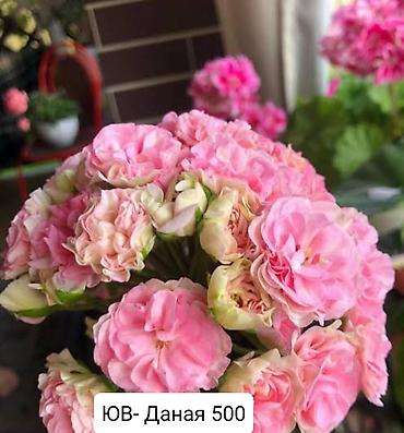 Герани и пеларгонии: Пеларгонии (герани) сортовые — детки в стаканчиках. Доступные сорта — 21