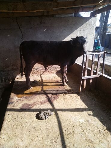 домик для животных: Сатам | Бука (эркек) | Бордоп семиртүү үчүн | Байланган