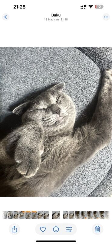 Pişiklər: Şotland — 2