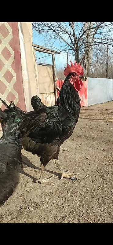 Куры, петухи: Продаю | Куры | Для разведения — 1