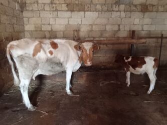 simental inekler satilir: Dişi, Simental, il: 1, 2500 kq, Damazlıq, Südlük, Ətlik, Ünvandan götürmə, Ödənişli çatdırılma