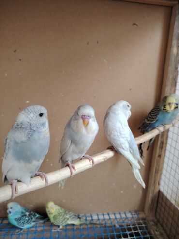 Tutuquşları: Çexlər tam sağlam quşlardı,ələ öyrətməyin tam vaxtıdı, iki üç — 8